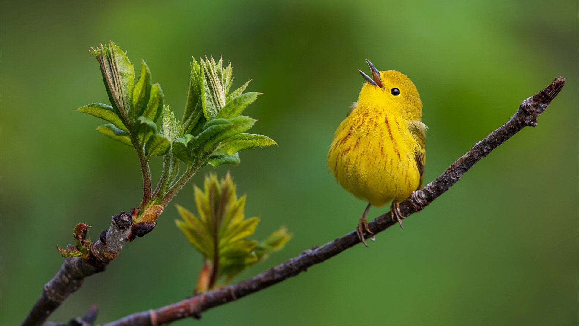 巴黎圣日耳曼引援持续升级，豪门阵容更豪华，巴黎圣日耳曼阵容强大